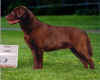 labrador chocalat champion