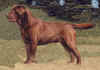 labrador chocolat