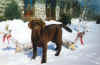 labrador brun dans la neige