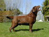 chief labrador chocolat