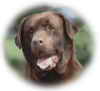 labrador chocolat au quebec