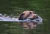labrador chocolat dans l'eau