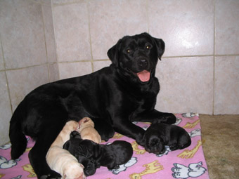 yellow puppy labrador chiot jaune