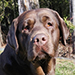 femelle labrador noir