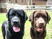 labrador jaune