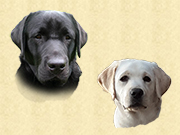 labrador jaune